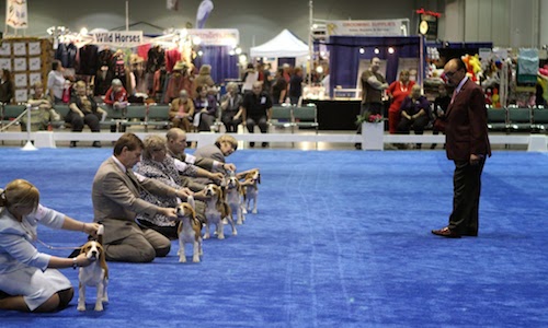 cmp-kennel-club