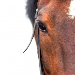 Bay horse close up on a white background. Half.
